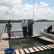 Tourists feed tilapia 