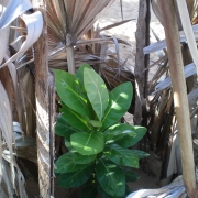 Sheltered coastal planting in Kattankudy