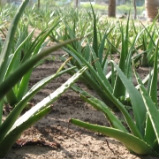 Aloe Vera plantation