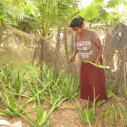 Harvesting aloe vera