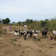 Goat farming and community 