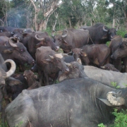 Buffaloes managed by widows 