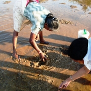 Locals collecting Papia malabarica