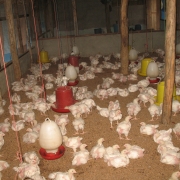 Poultry farm Arugambay
