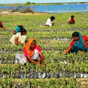 Women and Youth working at Arambda nursery