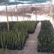 Mangrove nursery Pottuvil