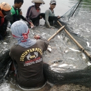 Harvesting milkfish