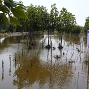 Snapshot of the Pantai Lestari mangrove polyculture project site