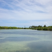 A tidal mangrove ecosystem in the island of Fiyoaree. Maldives also harbors diverse island mangrove ecosystem in addition to the 7th largest reef system and pristine beaches.