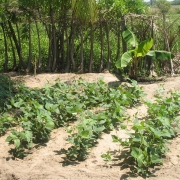 Home garden in  Pottuvil