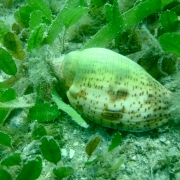 Seagrass beds in the Gulf of Mannar