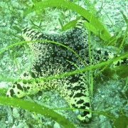 Biodiversity in the seagrass beds of the Gulf of Mannar and Palk Bay