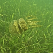 Biodiversity in the seagrass beds of the Gulf of Mannar and Palk Bay