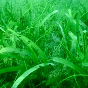 Seagrass beds in the Gulf of Mannar, Tamil Nadu, India