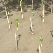 Mangrove planting plot from MFF-Marriott project