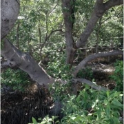 A Mangrove Tree of Moo 10 Bang Kaeo Mangrove forest