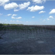 Coastal Erosion Prevention in Moo 10, Bang Kaeo Sub-district