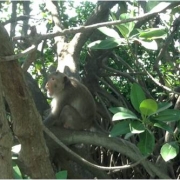 Monkey of the Bang Kaeo Forest