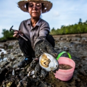 Harvesting oysters in low tide – Trat province 