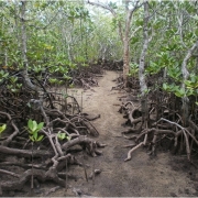 The proposed route for the Port Launay mangrove boardwalk in Mahe, Seychelles