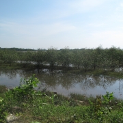 Mangroves plantation in abondoned shrimp ponds