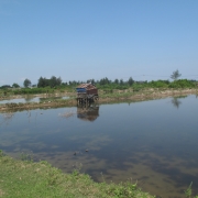 Abandoned shrimp ponds