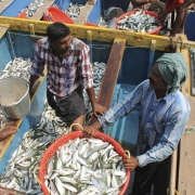 Fishers ponder the day's catch