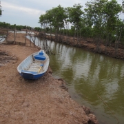 Polyculture shrimp mangrove ponds at Dong Hai Commune, Duyen Hai District
