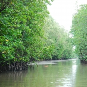 Mangroves forest in Hai Phong