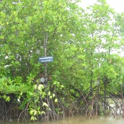 Rhizophora stands reforested and managed by communities 