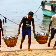 Runners transfer ribbon fish from the boats to the markets