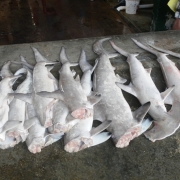 Scalloped hammerhead shark bycatch in a Seychelles market are prepped for data gathering