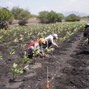 About 25,000 mangrove seedlings planted by coastal community group in Peleyan, Situbondo, East Java 