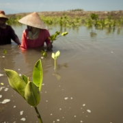 Women in shrimp pond