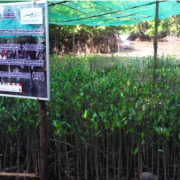 Mangrove seedlings produced by the project