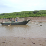 Mangroves in Dai Hop, Hai Phong