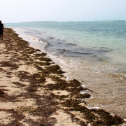 Seagrass washes ashore on Krusadai Island