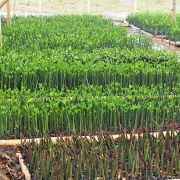 Mangrove nursery