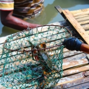 Harvesting mangrove crabs