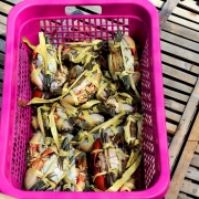 Mangrove crabs packed in a "tail-down" position with their arms and legs folded inward toward their bodies to be sold in live conditions