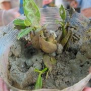 Avicennia seedling in Toam Yai mangrove nursery 