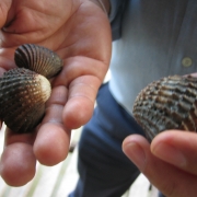 Clams for the habitat conservation area 