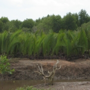 Nypa stands protected by the community 