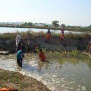 Schools students planting mangrove Lamongan 