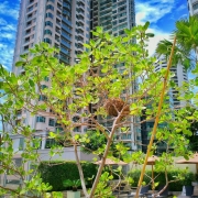 Bird nest in Sukhumvit Park 