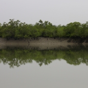 Inside the Indian Sundarban Tiger Reserve at high tide