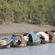 A group of harvesters in the Sundarbans