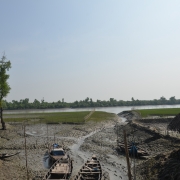 Small community mangroves are aggregating to a larger lanscape change in Shyamnagar