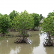 Shrimp mangrove polyculture at Long Khanh and Dong Hai Commune 
