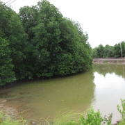 Shrimp mangrove polyculture at Long Khanh and Dong Hai Commune